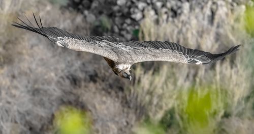 Free flight ...