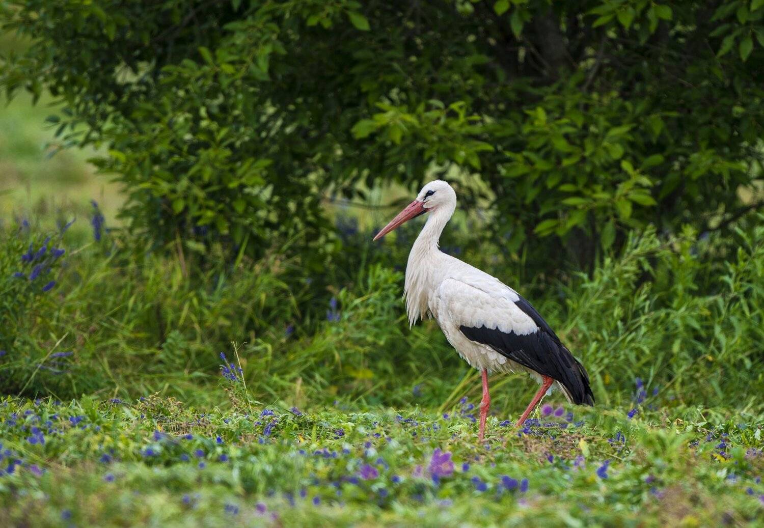 , Юрий Кулаков