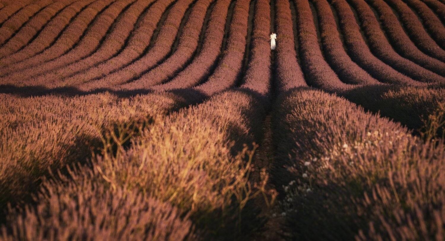 поля, лаванда, Александр Безмолитвенный
