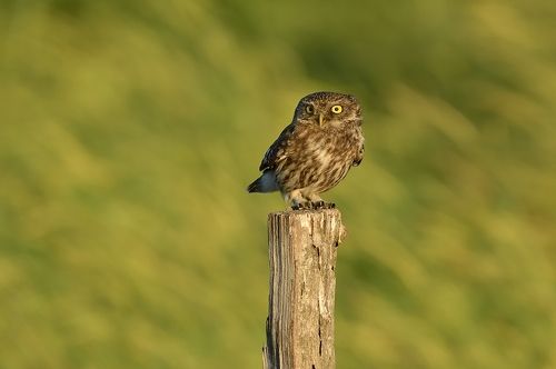 Athene noctua