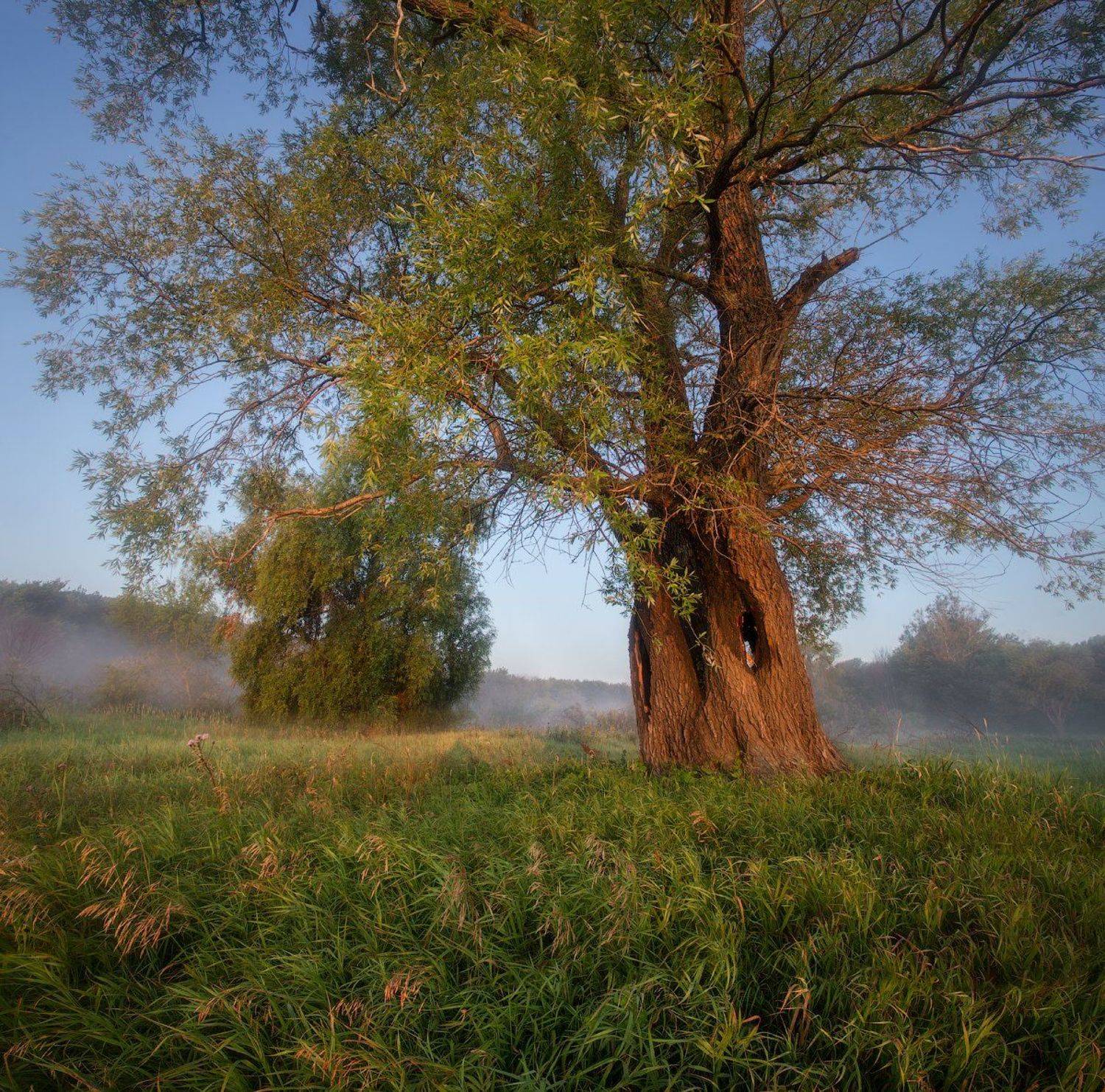 природа утро солнце туман деревья, Михаил Корнилов