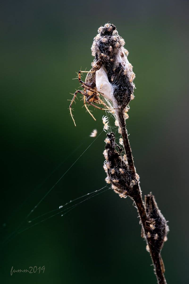 , Игорь ФУММ