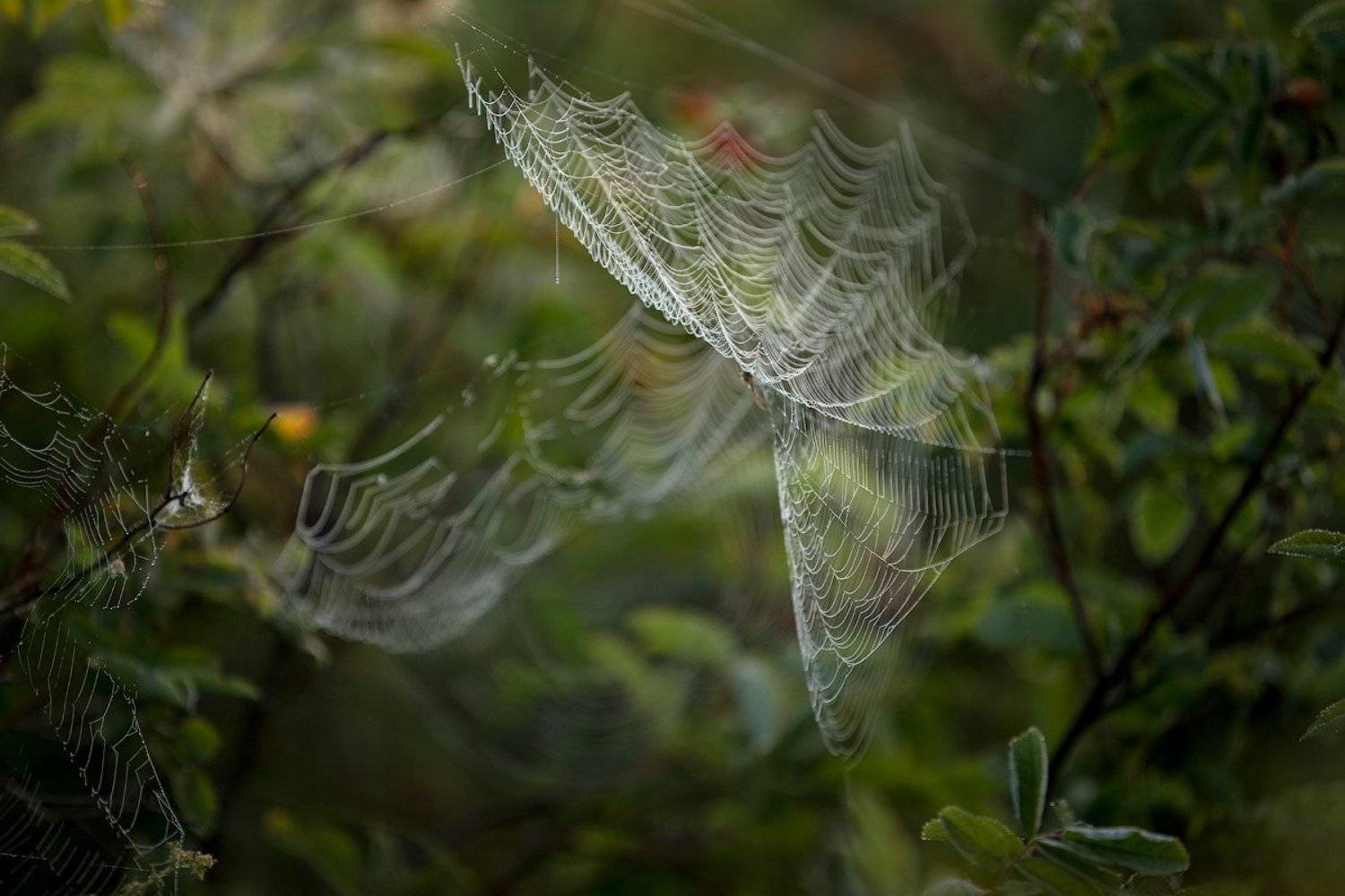 плетение, Михаил Корнилов