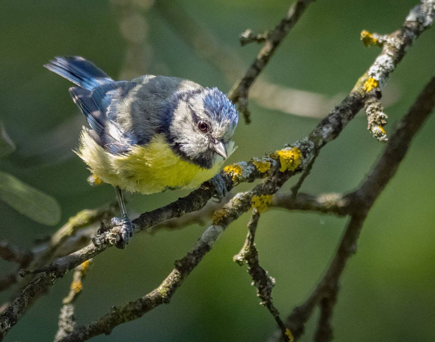 , Курлянцев Алексей