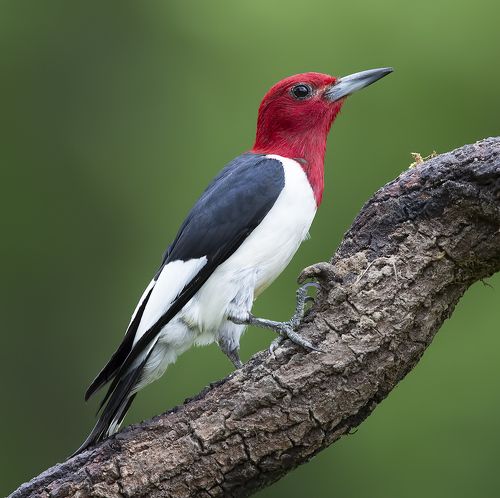 Red-headed woodpecker -Красноголовый меланерпес
