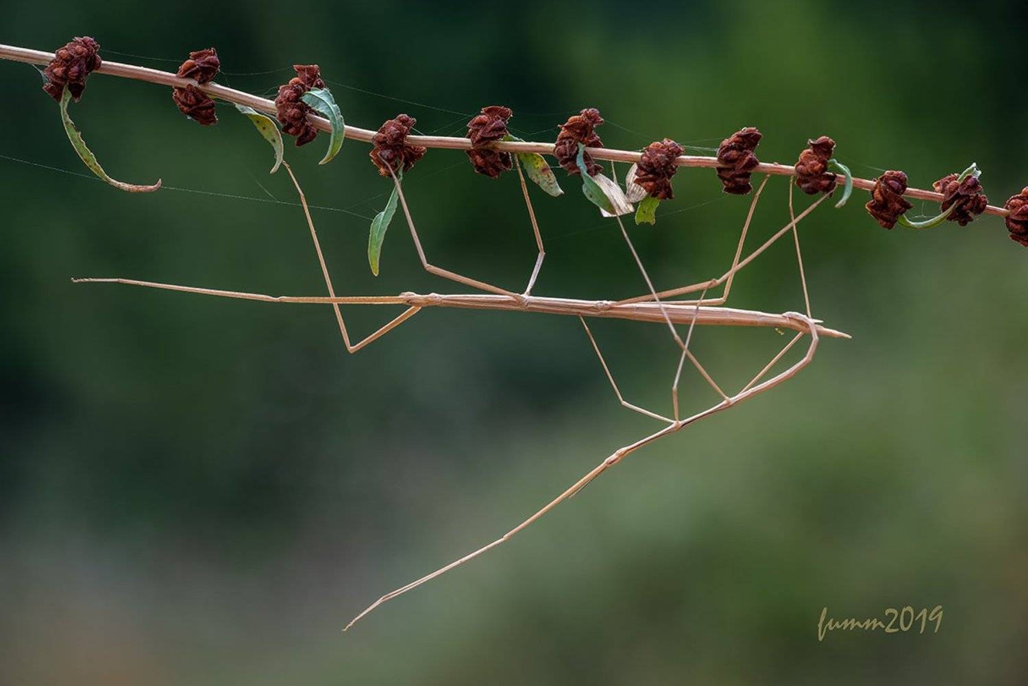 , Игорь ФУММ