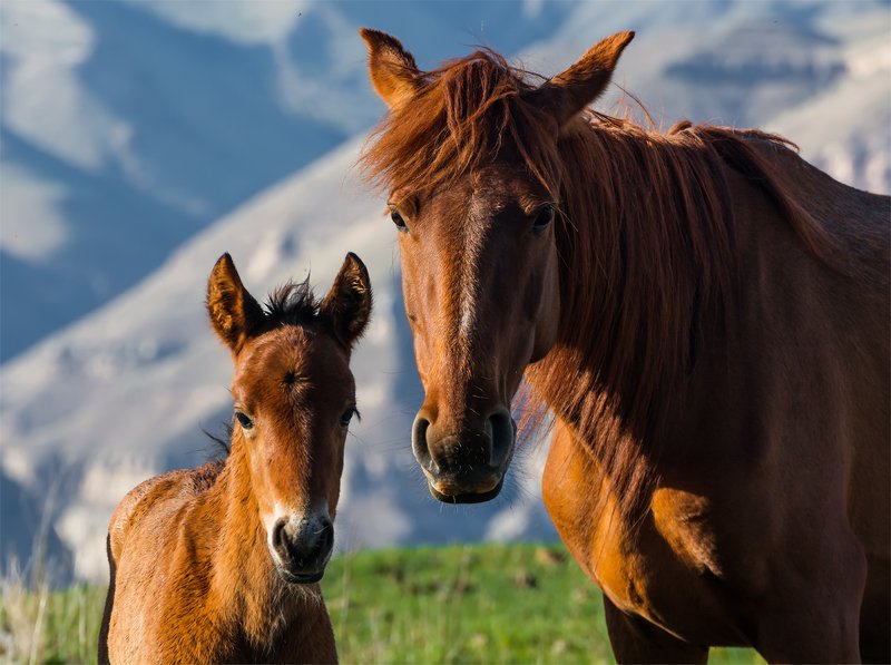 природа, горы, кавказ, природа россии, дикая природа, животные, лошади, весна, Я и Мама фото превью