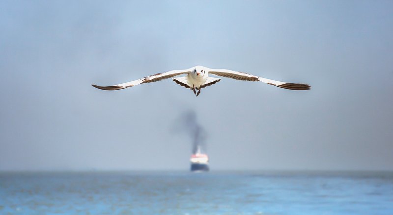 kumasoud, k.u.masoud, bangladesh, iopctg, chittagong Guide фото превью