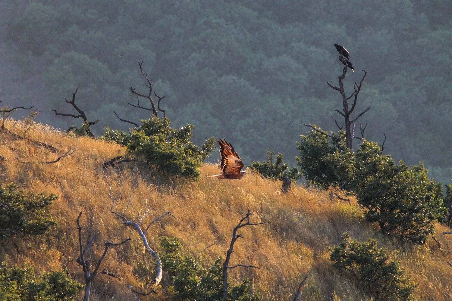 пейзаж,птицы,вороны,сокол,деревья,природа., Marat Magov