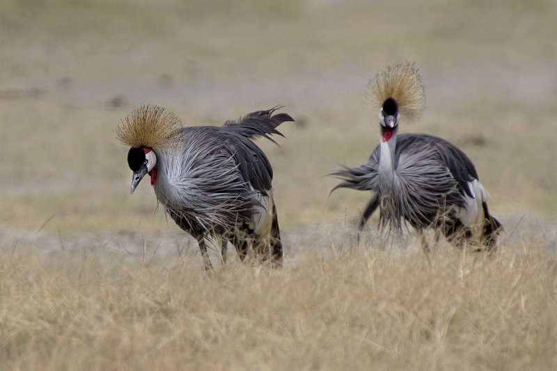 grey crowned crane ,balearica regulorum Встреча в полдень фото превью