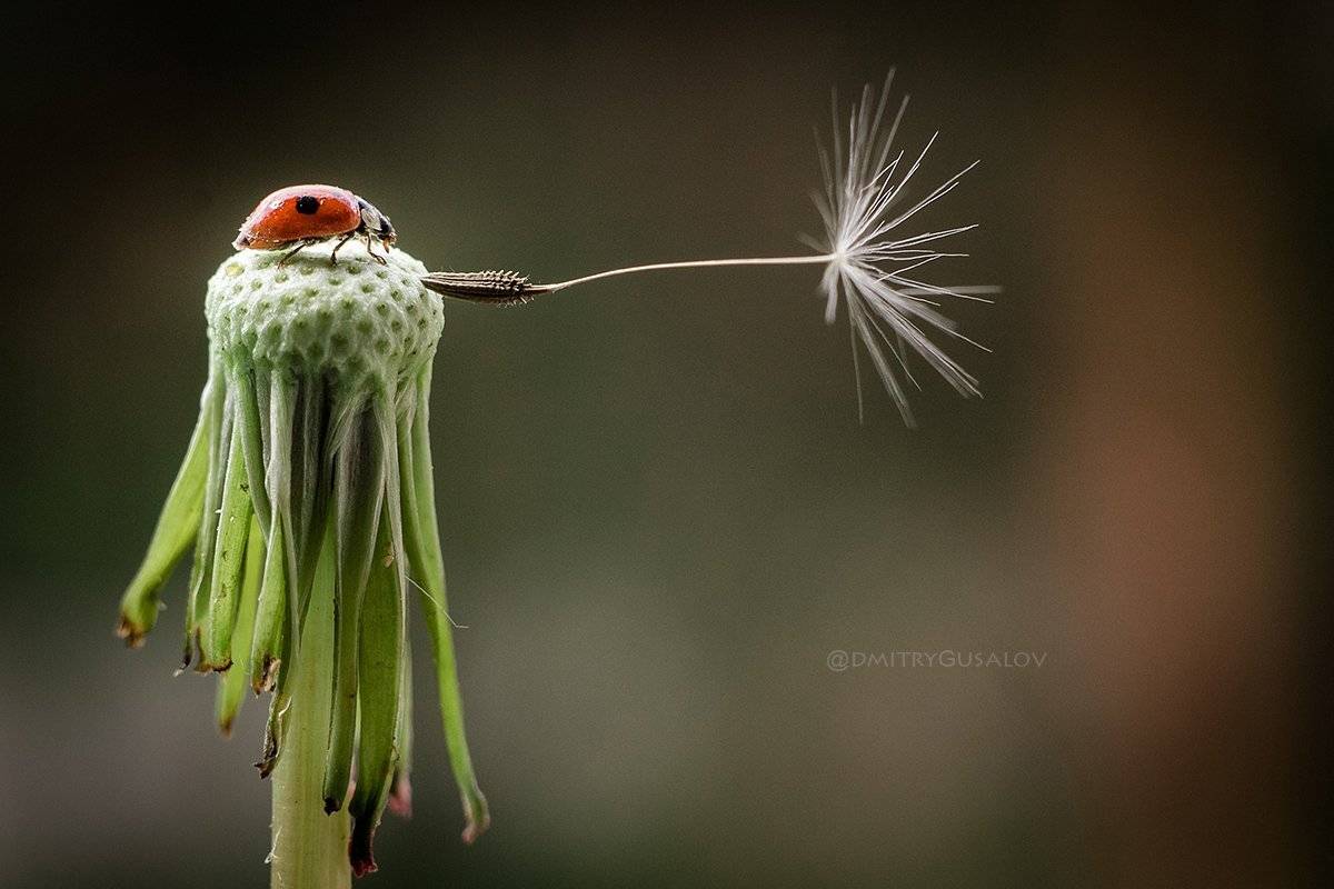 макро, природа, весна, макросъёмка, макрофотография, растение, цветы, жизнь, макромир, Дмитрий Гусалов