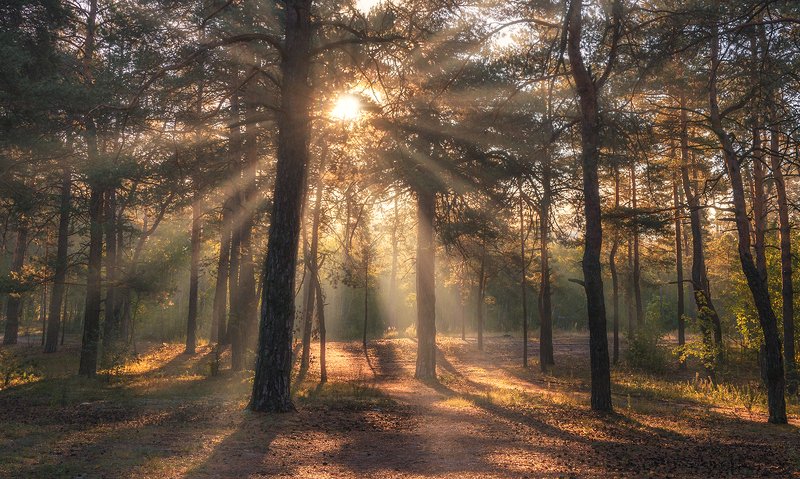 солнечное утро фото превью