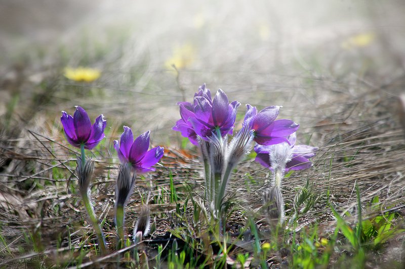 Навстречу свету! фото превью