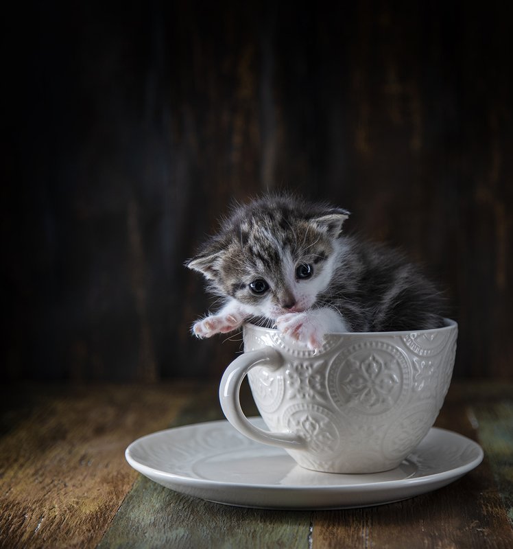 швеция Котенок 2 фото превью