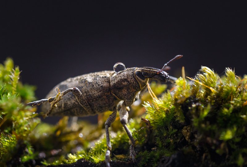 пейзаж# природа #фотограф #г. арсеньев# Долгоносик.. фото превью