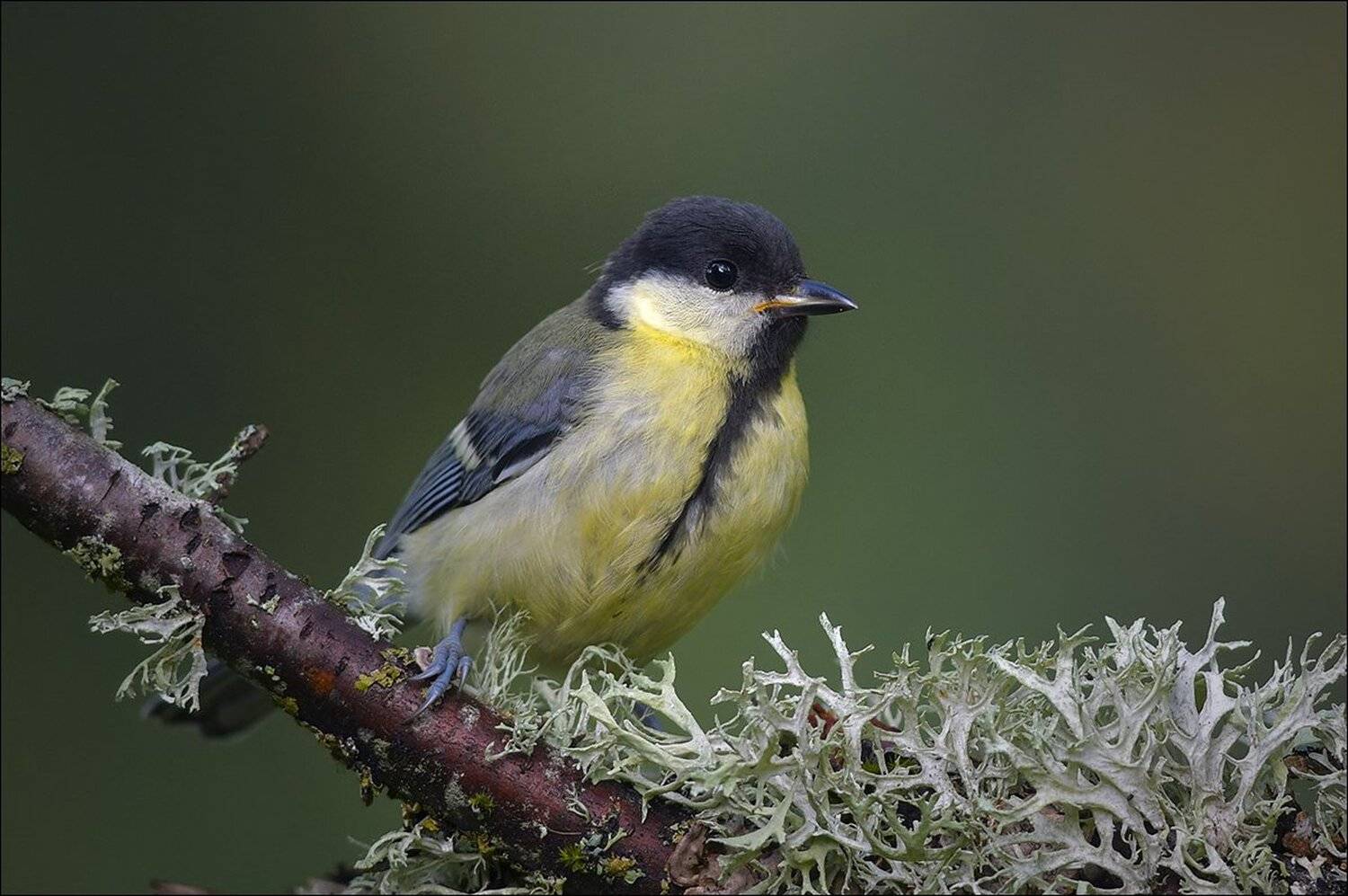 синица, Андрей Медведев