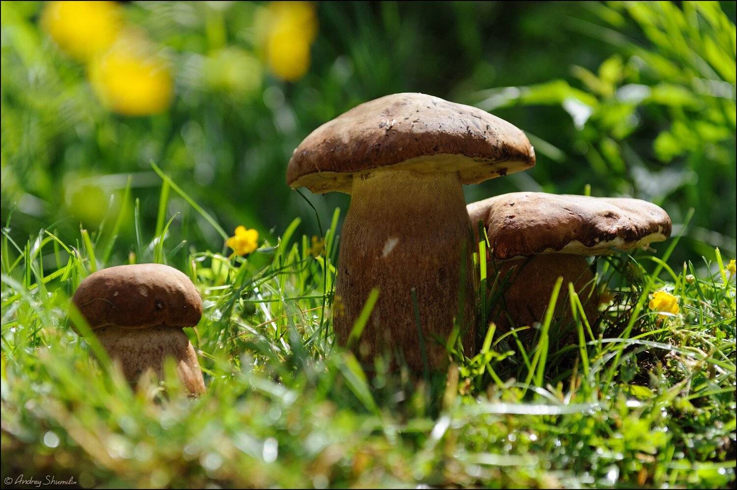 , Андрей Шумилин