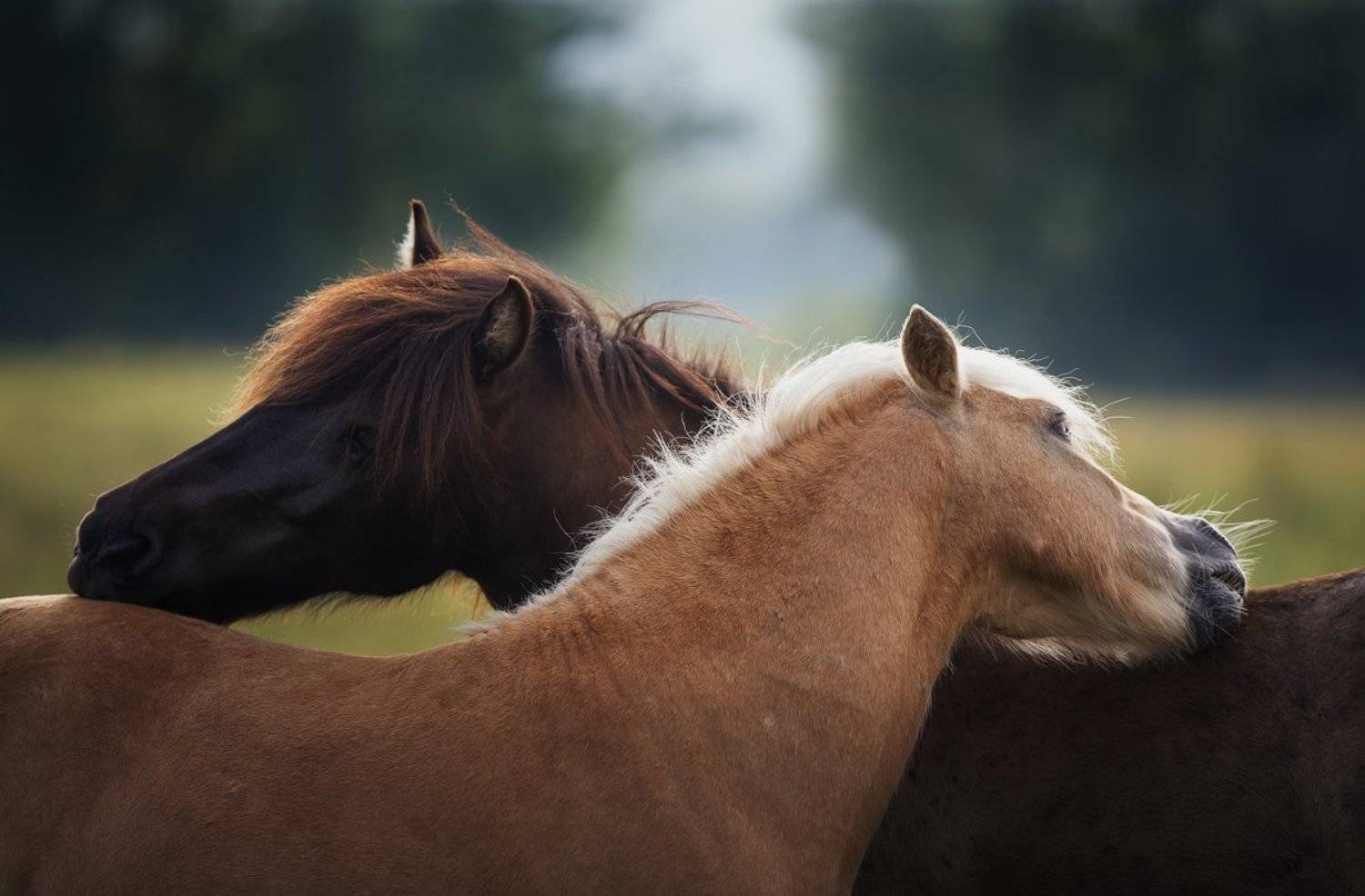 , Баранов Олег