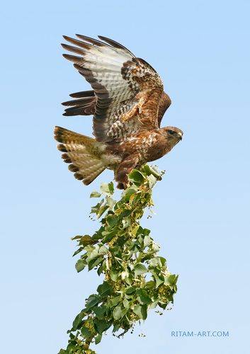 Царь неба / The King of Sky