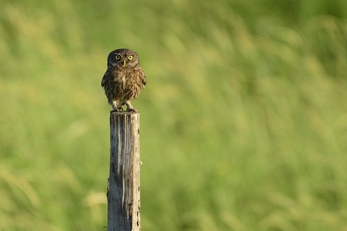 Athene noctua