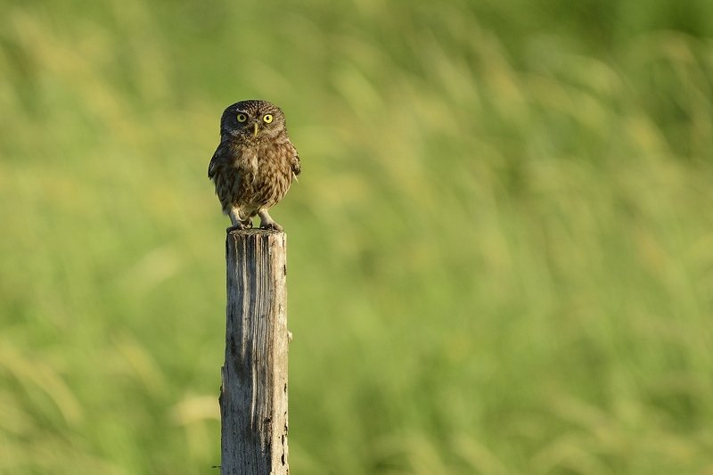 птицы birds Athene noctua фото превью