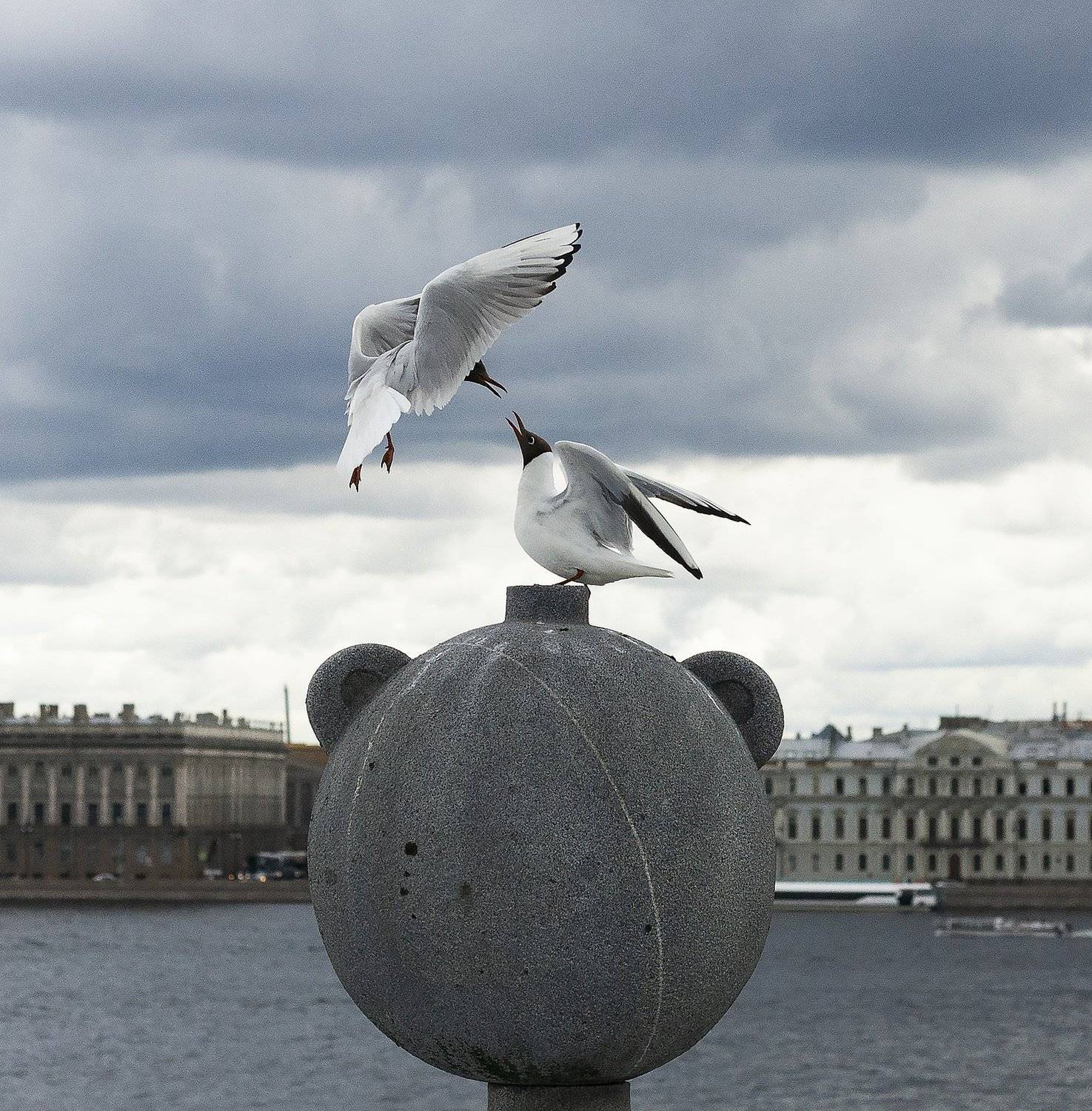 birds,beautiful,screatives,птицы,питер,спб,чайки,gull,июль,battle,bout,nature,природа,лето,summer,summer2019, Алексей Алексеев