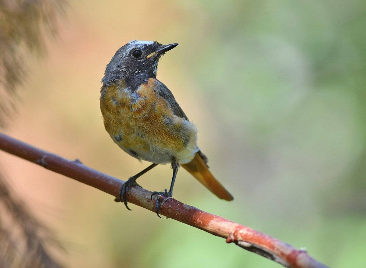 горихвостка,самец,жара,бор, Иван