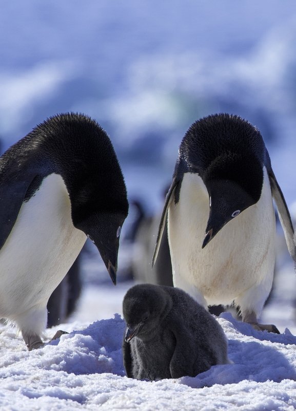 ** фото превью