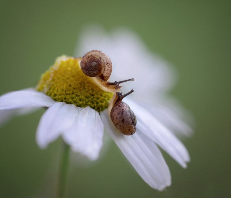 улитки, цветы, ромашка, вечер, любовь, поцелуй Первый поцелуй фото превью