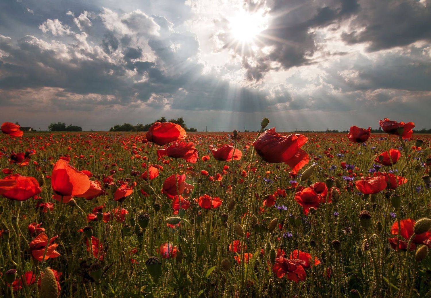 poppy,summer,red,colors,sunset, Daiva Cirtautė