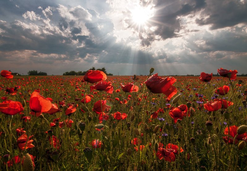 poppy,summer,red,colors,sunset Summer fires фото превью