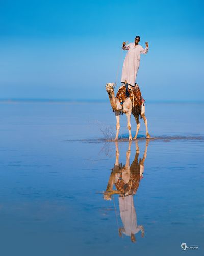 Корабль пустыни