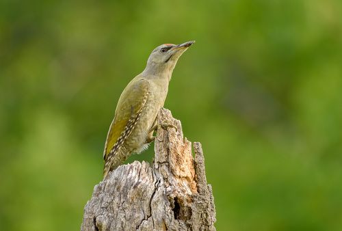 седой дятел