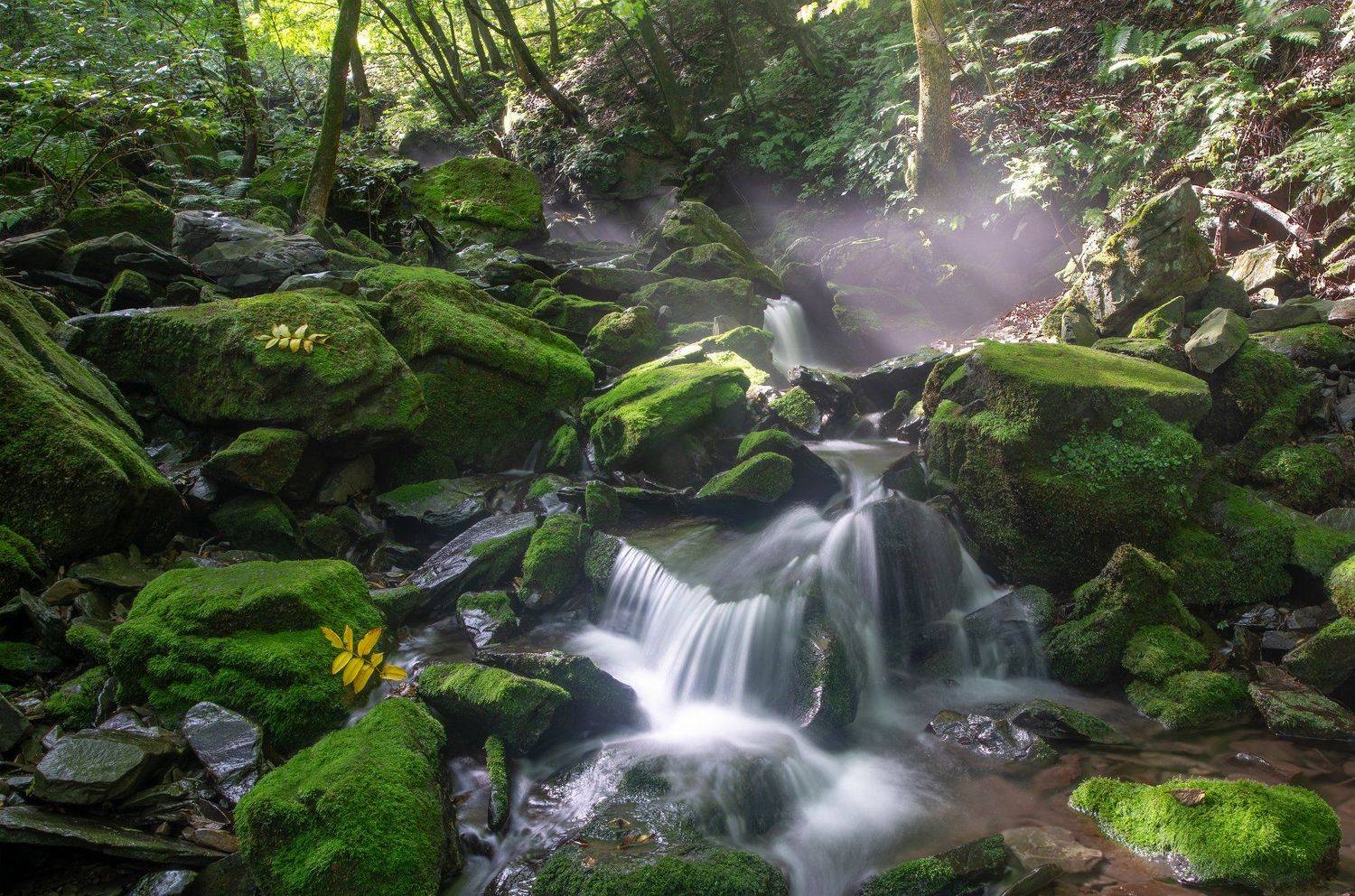 moss, nature,waterfalls,water,green,light, Jaeyoun Ryu