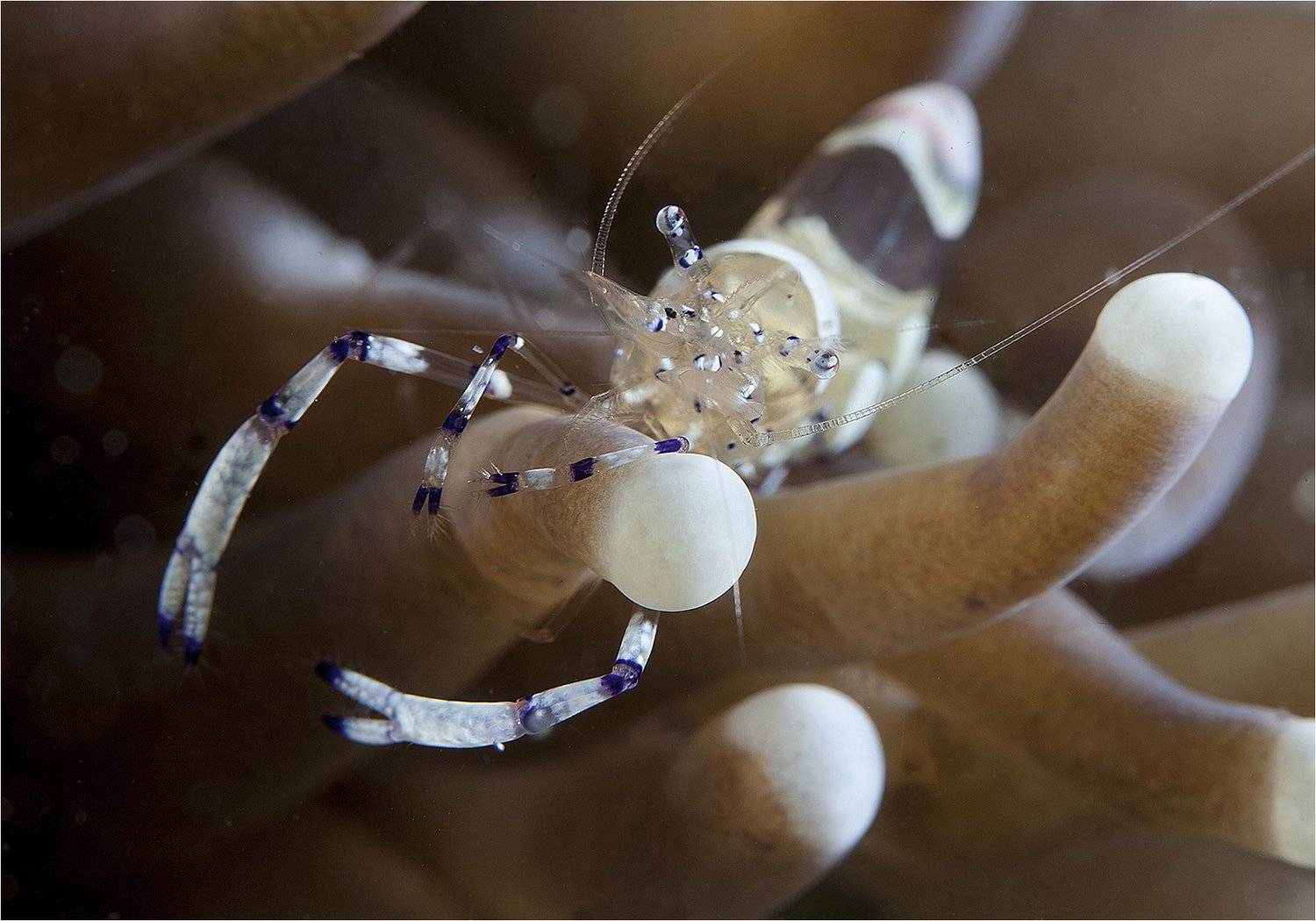 филиппины,  креветка, макро, Сергей Гаспарян