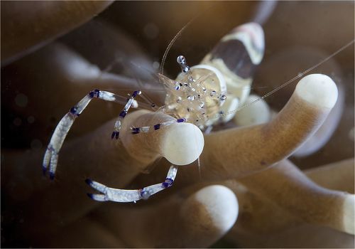 шолтай - болтай