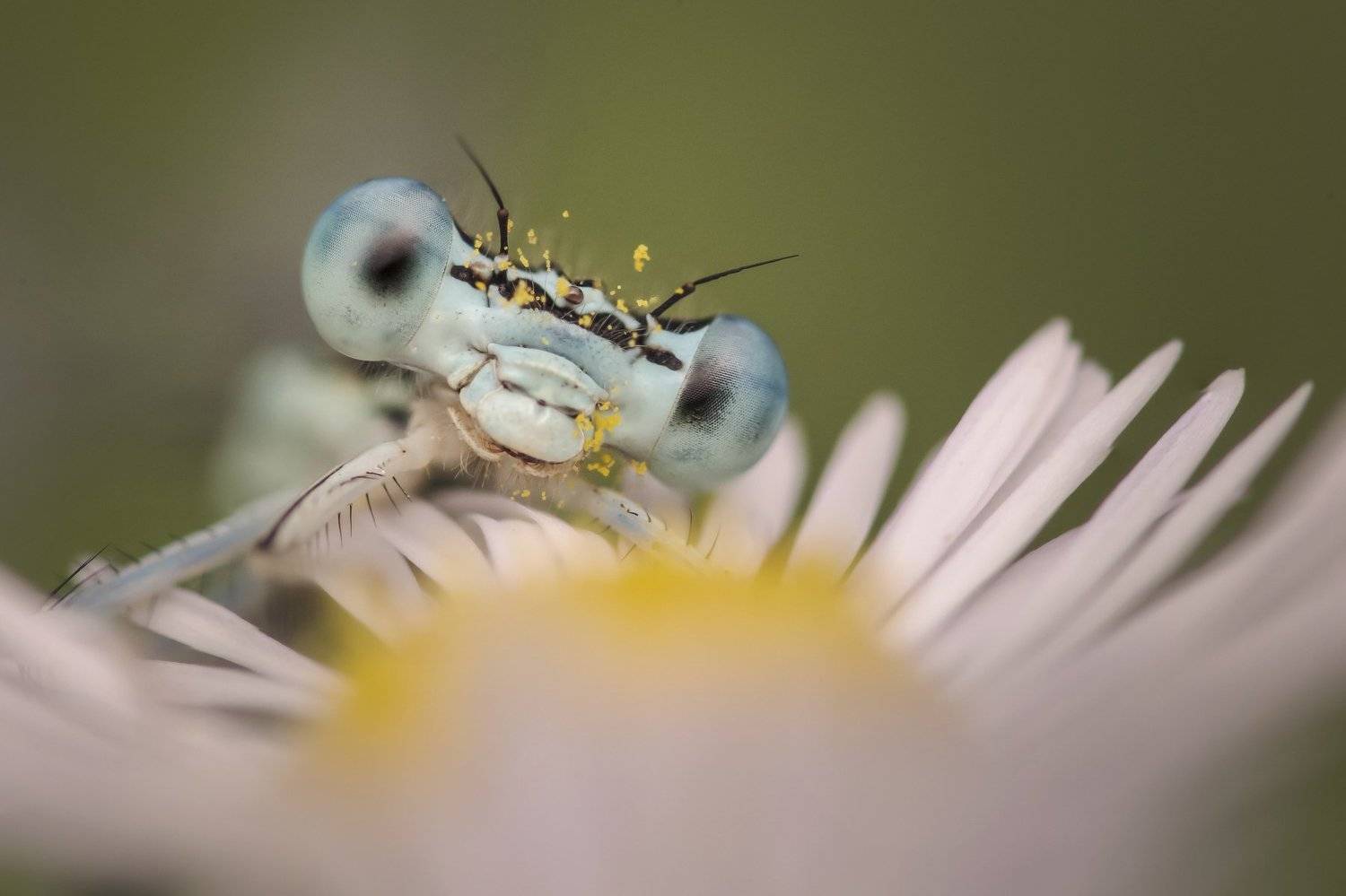 , Nicolae Fanurie Chirobocea