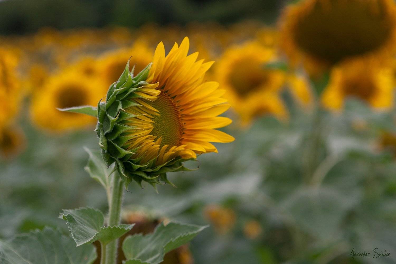 , Александър Сандев