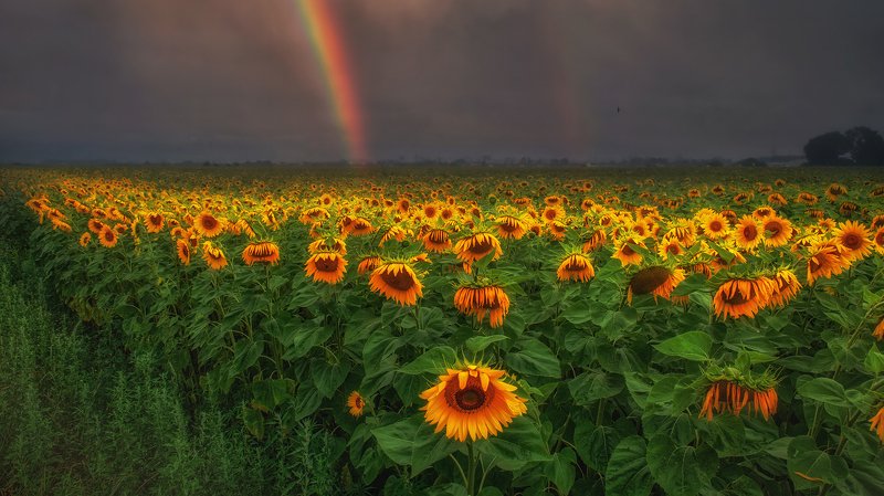 * фото превью