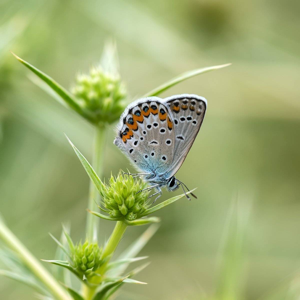 , Александр Земляной