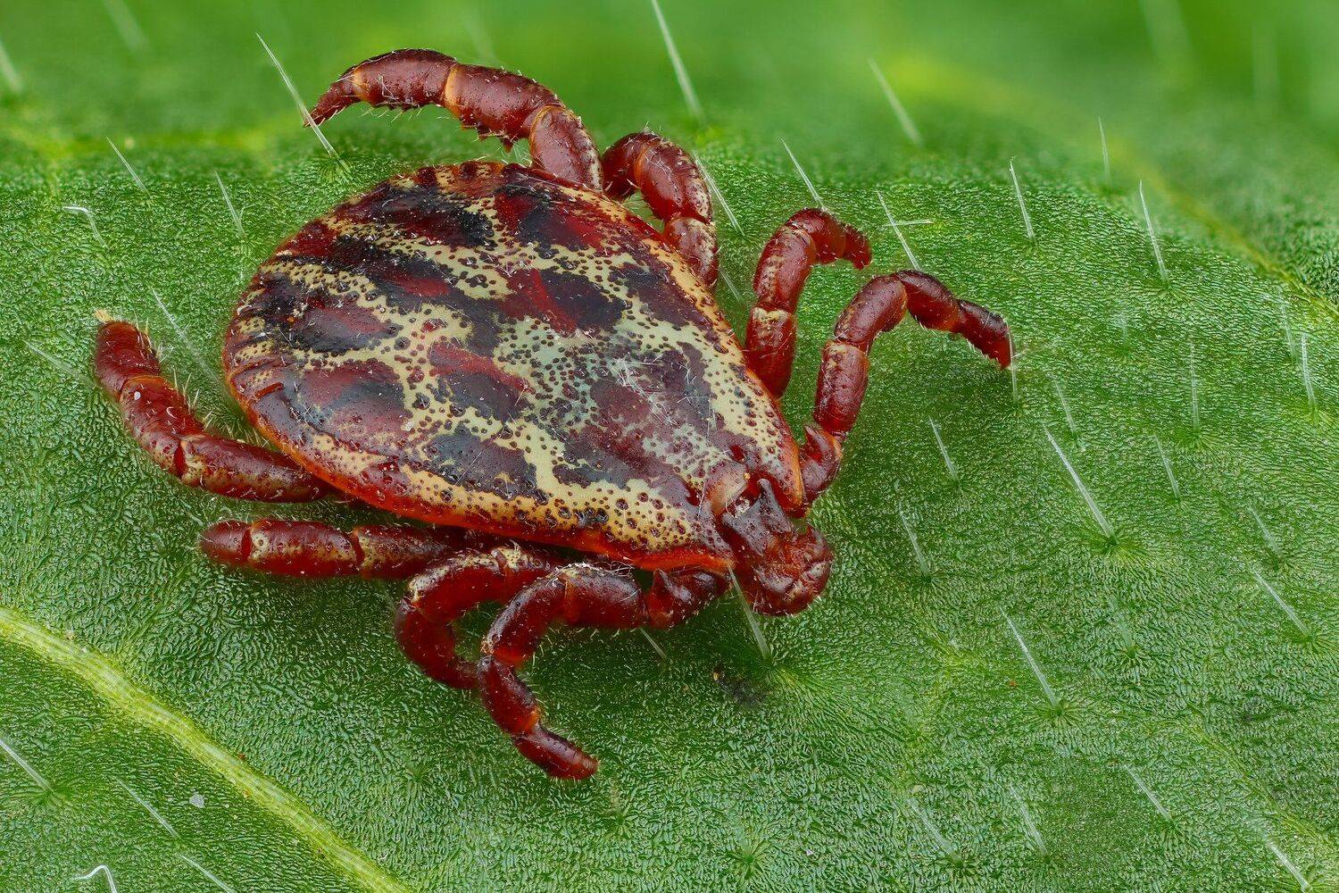 , Андрей Шаповалов