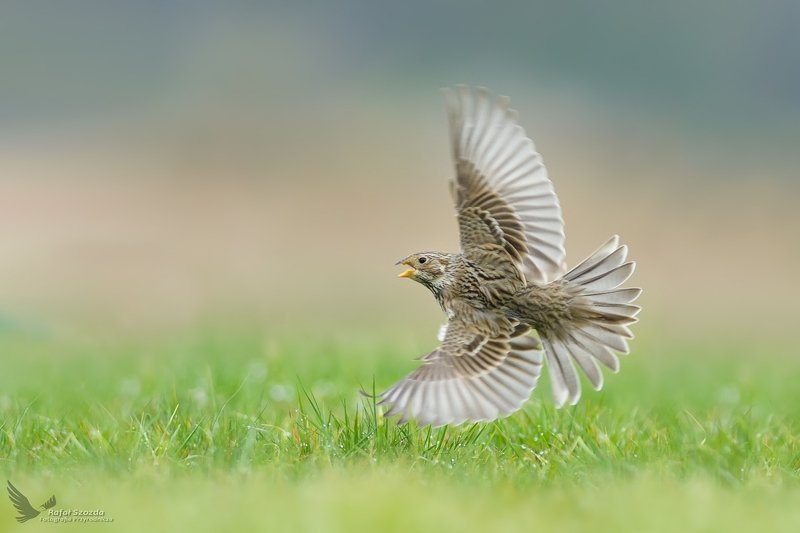 Potrzeszcz, Corn Bunting (Emberiza calandra) ...2019r фото превью