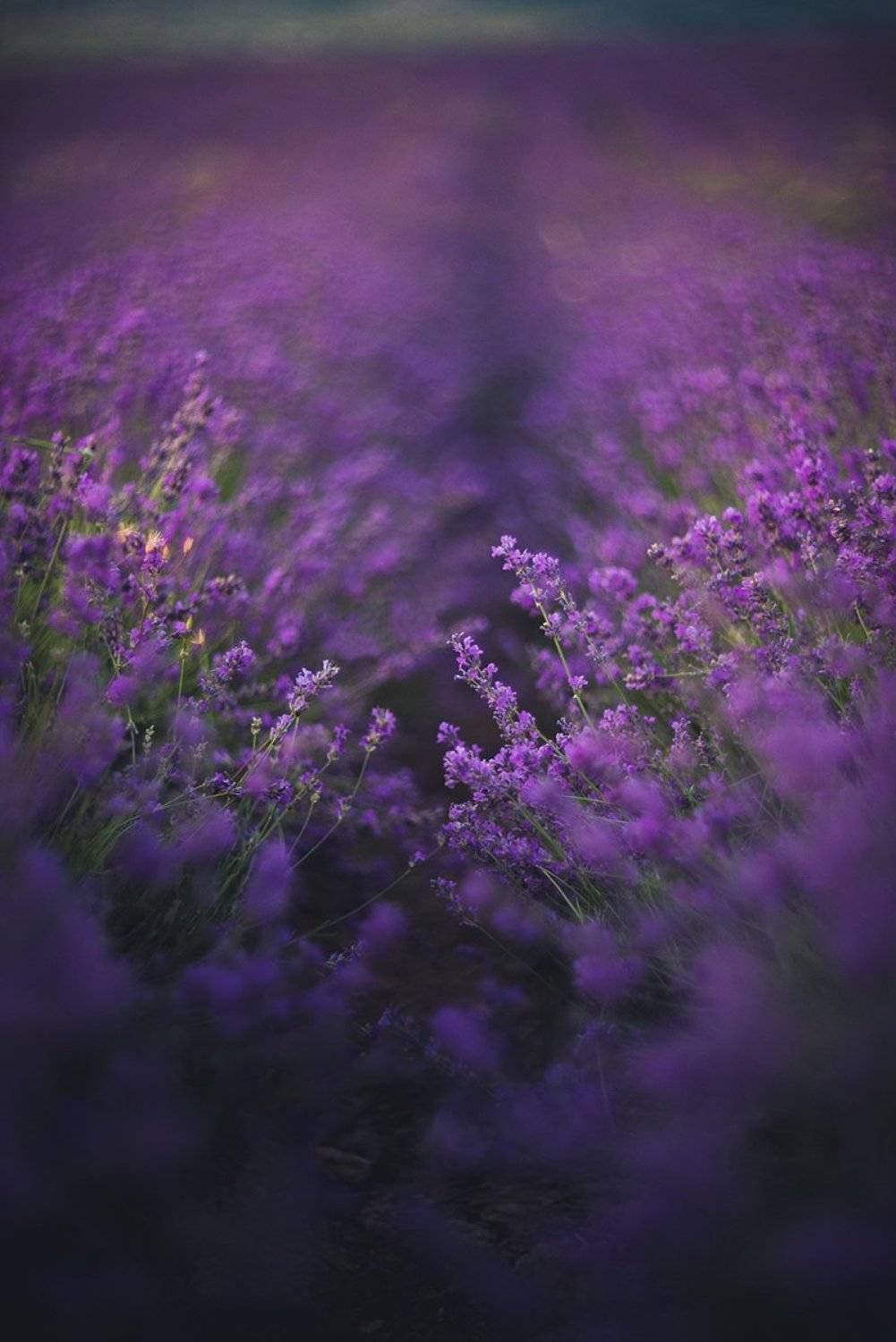 , Юрий Коваленко