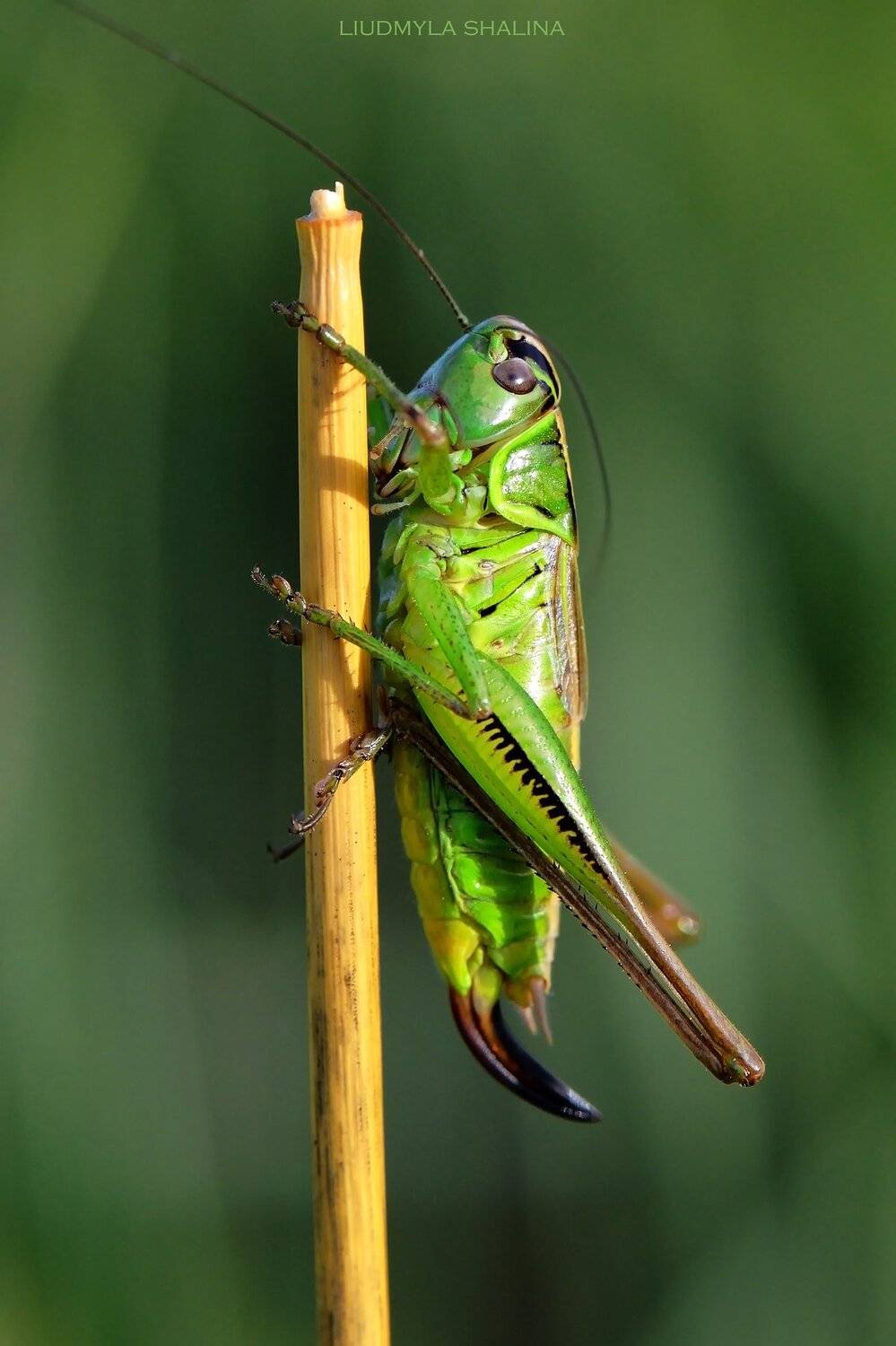 , Людмила Шалина