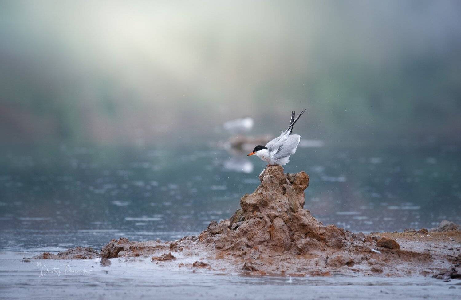 природа, лес, животные, птицы, Дмитрий Посевич