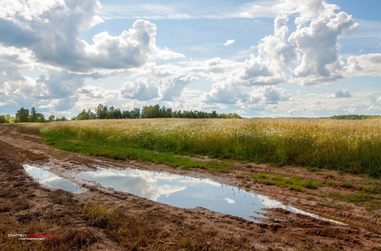 пейзаж,природа,поле,небо,облака,рожь,, Дмитрий Постников.