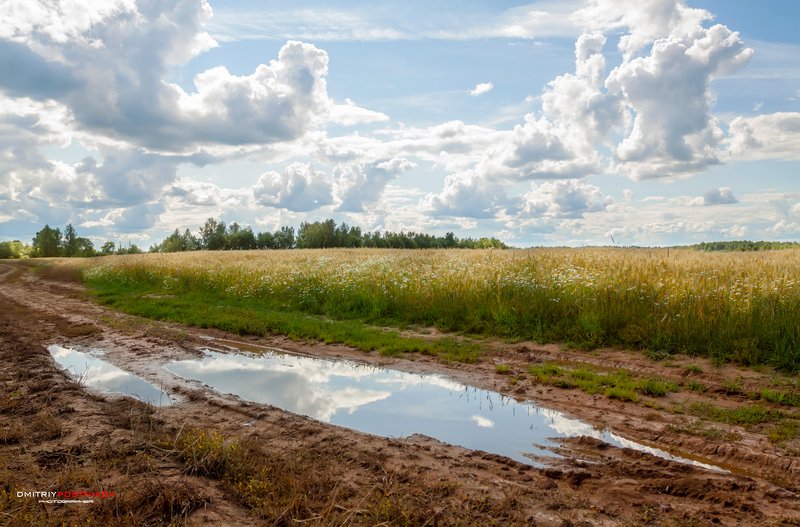 пейзаж,природа,поле,небо,облака,рожь, Июль. фото превью