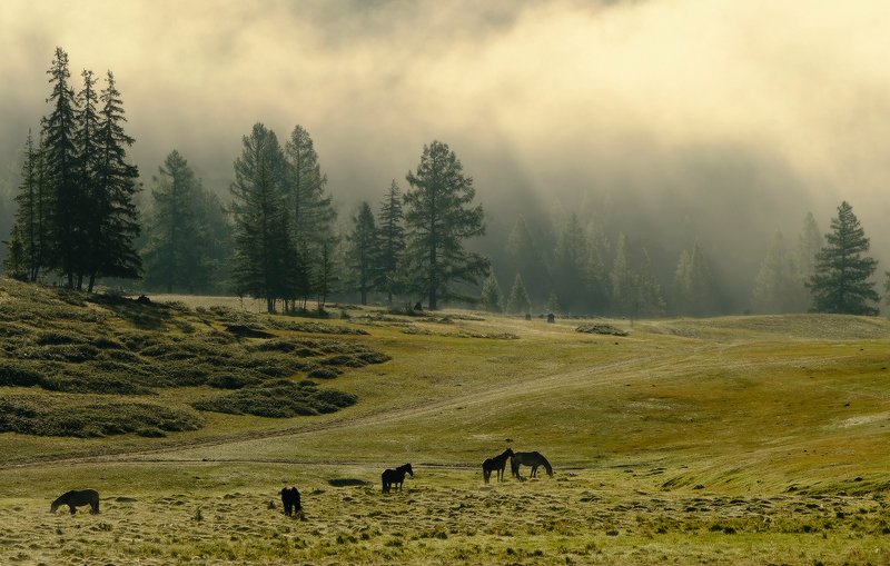 Алтайское утро фото превью