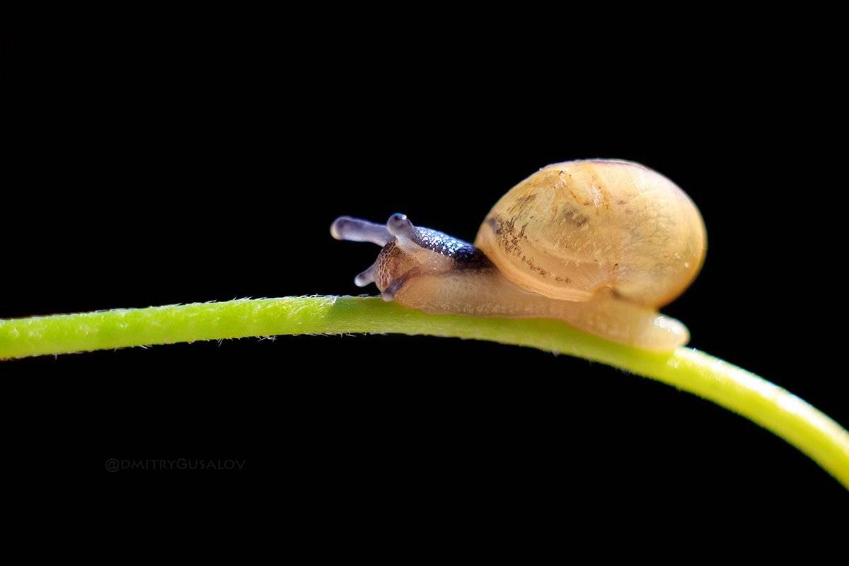 макро, природа, весна, макросъёмка, макрофотография, растение, цветы, жизнь, макромир, Дмитрий Гусалов