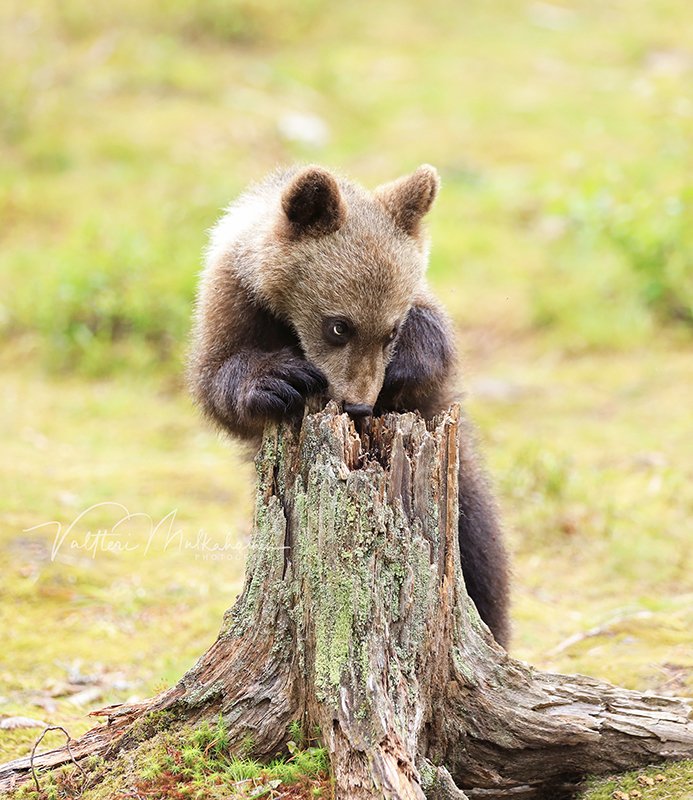 Я исё маленький, но буду хасяином тайки ... фото превью
